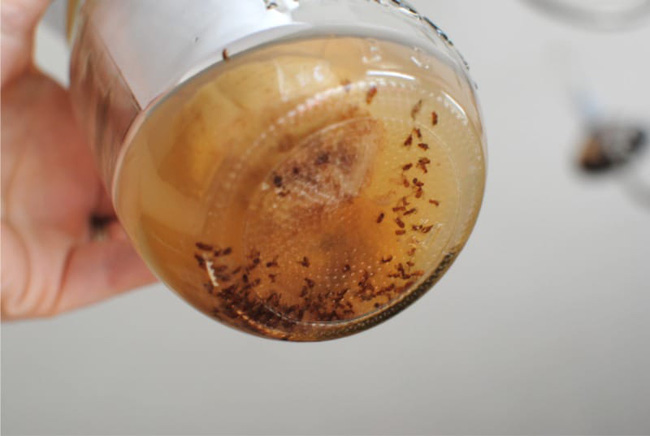 Gian bếp nhà bạn sẽ sạch bóng ruồi muỗi chỉ với mẹo vô cùng đơn giản này 5