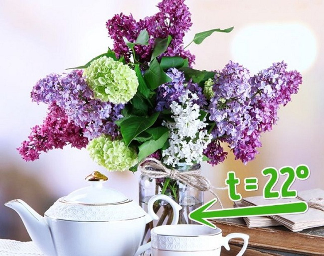 Muốn hoa trong nhà lúc nào cũng tươi bạn chỉ cần nắm 9 mẹo nhỏ này! 15