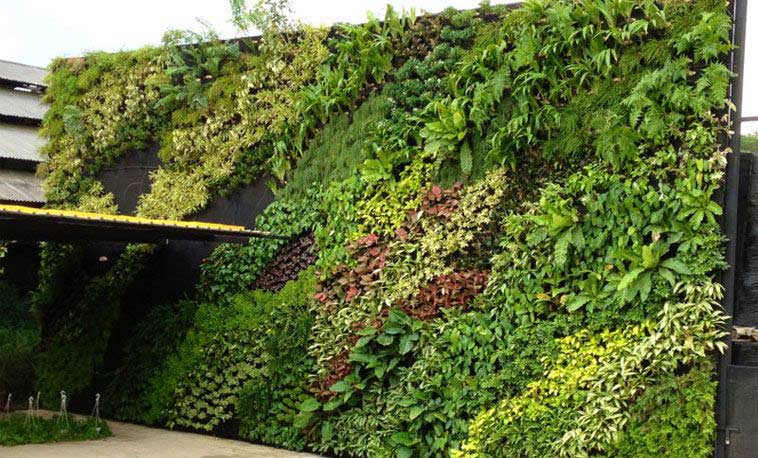 Tường cây xanh như một tác phẩm nghệ thuật
