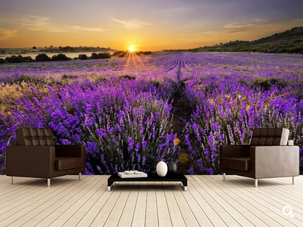 Giấy dán tường phong cảnh cánh đồng hoa Lavender nức danh của nước Pháp