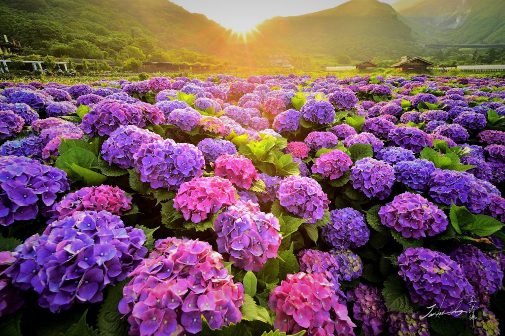 Hình ảnh hoa cẩm tú cầu đẹp