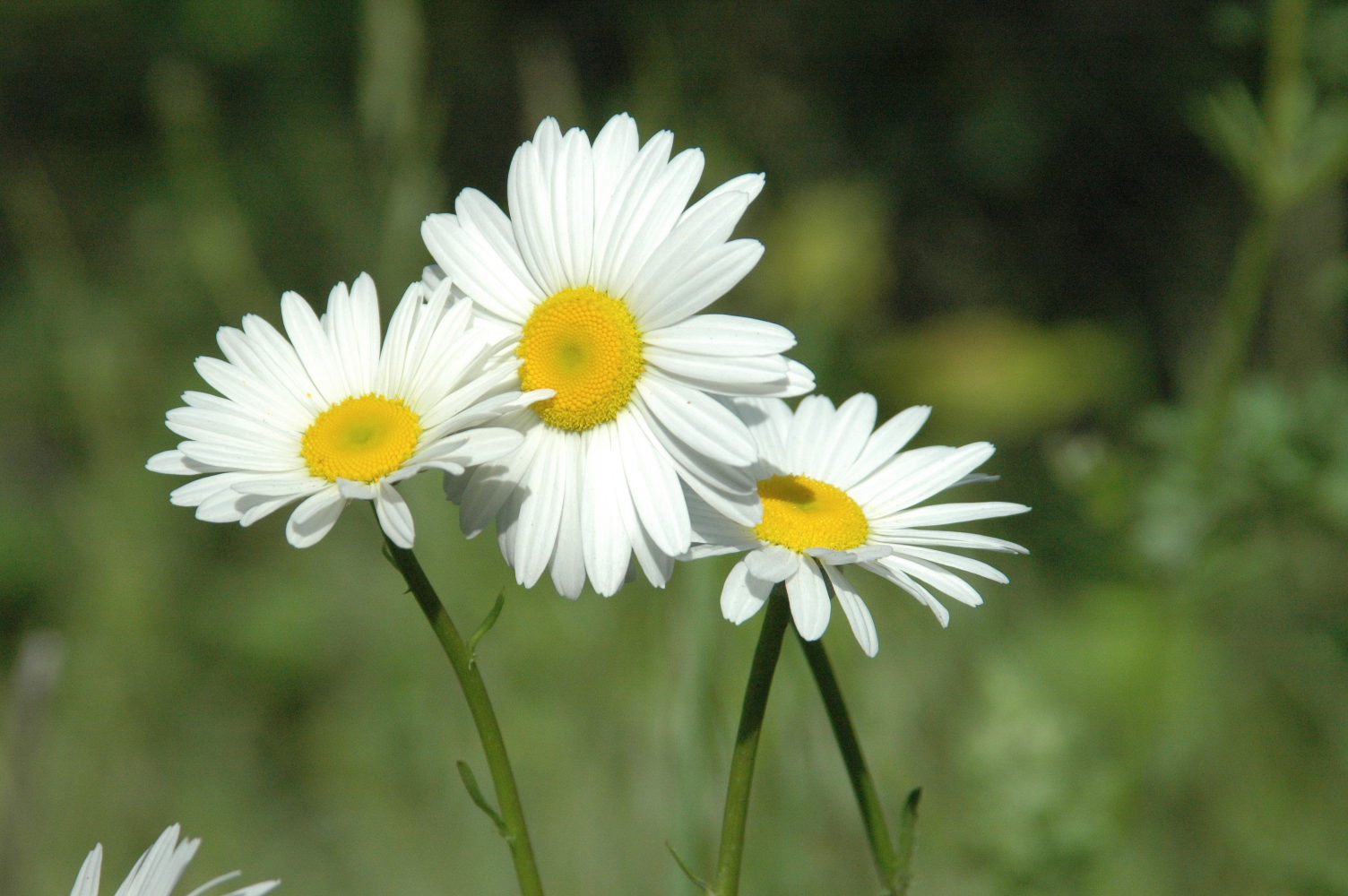99 Bilder der schönsten und reinsten und poetischsten traurigen weißen Chrysanthemen