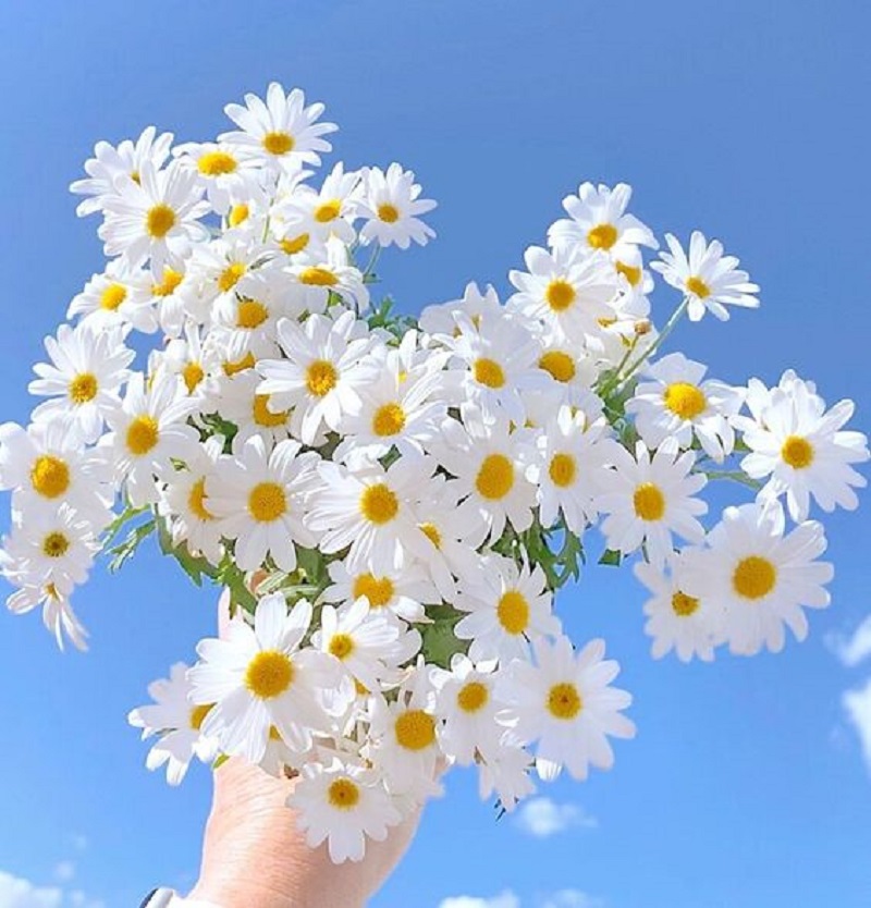 Hình hoa cúc trắng
