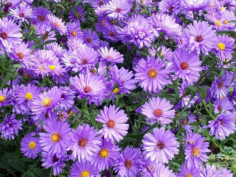 Hình ảnh đẹp về hoa cúc tím