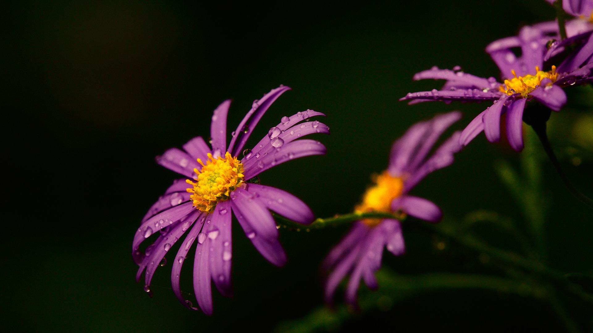 Hình ảnh hoa cúc tím