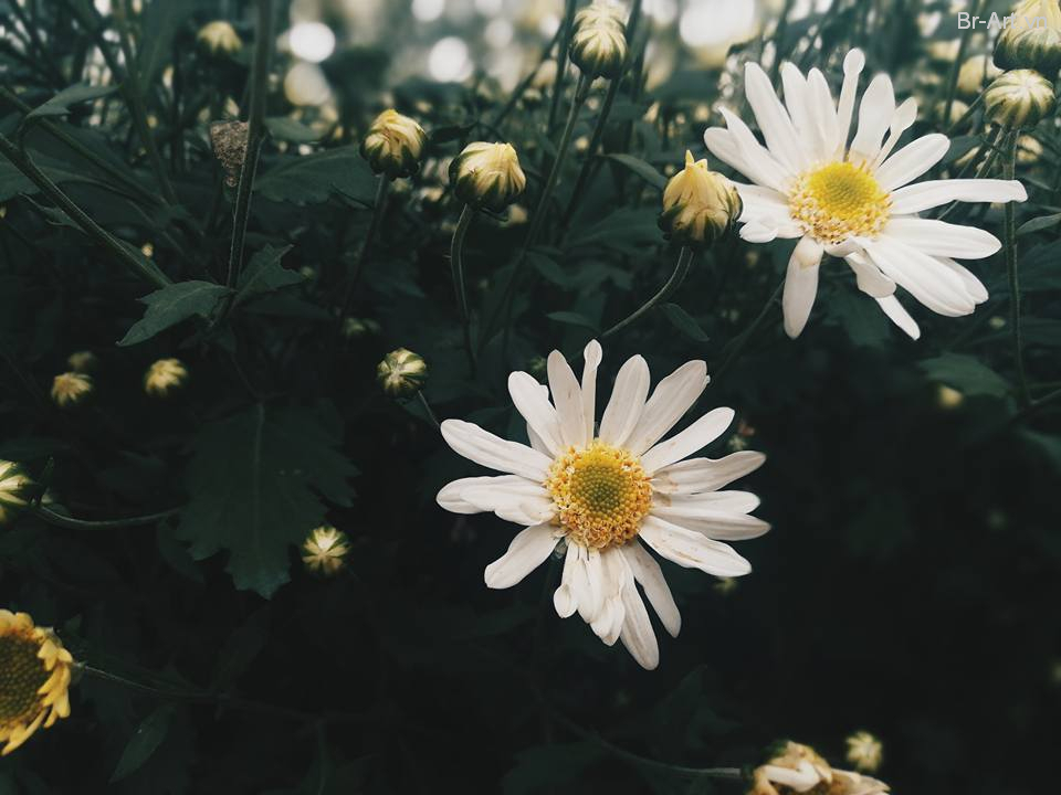 Hình ảnh hoa cúc trắng