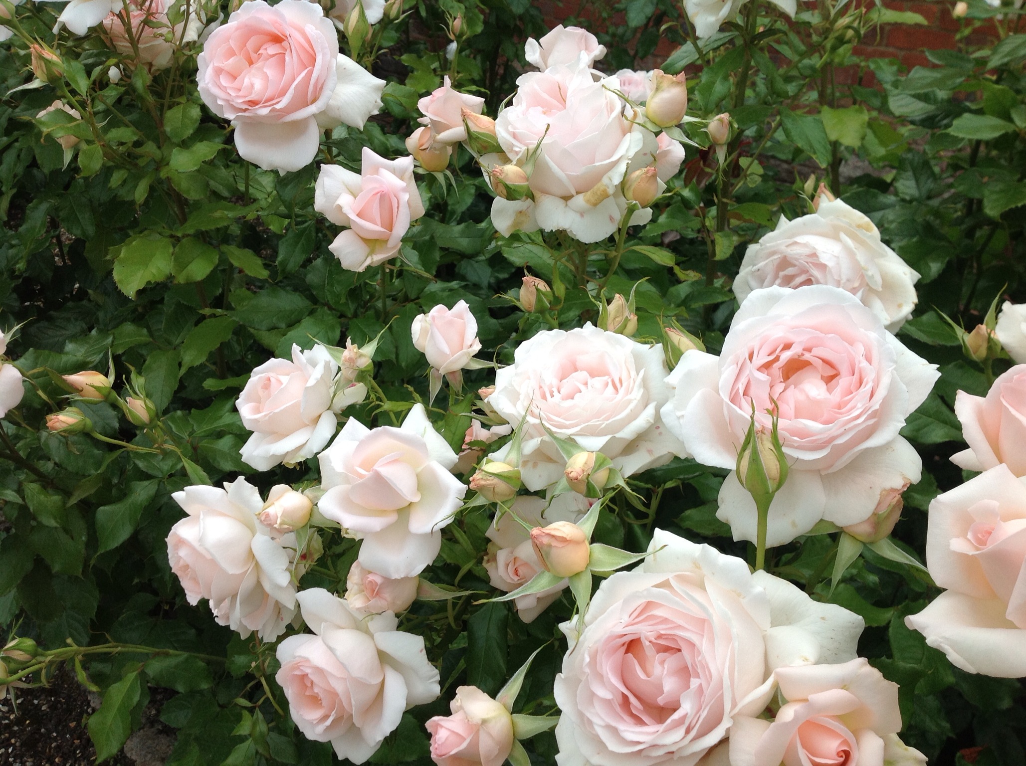 Hình nền hoa hồng trắng đẹp nhất