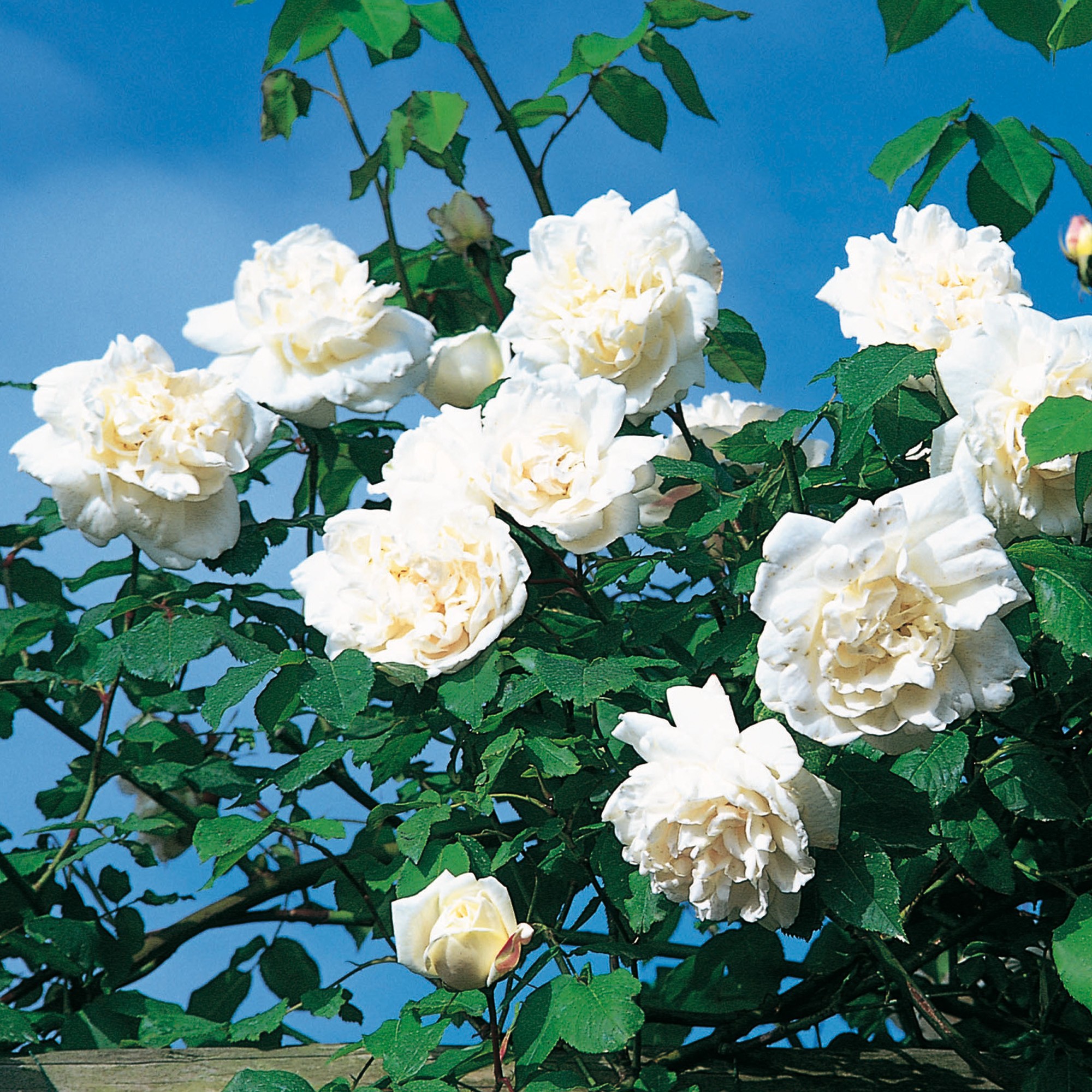 Hình hoa hồng trắng đẹp