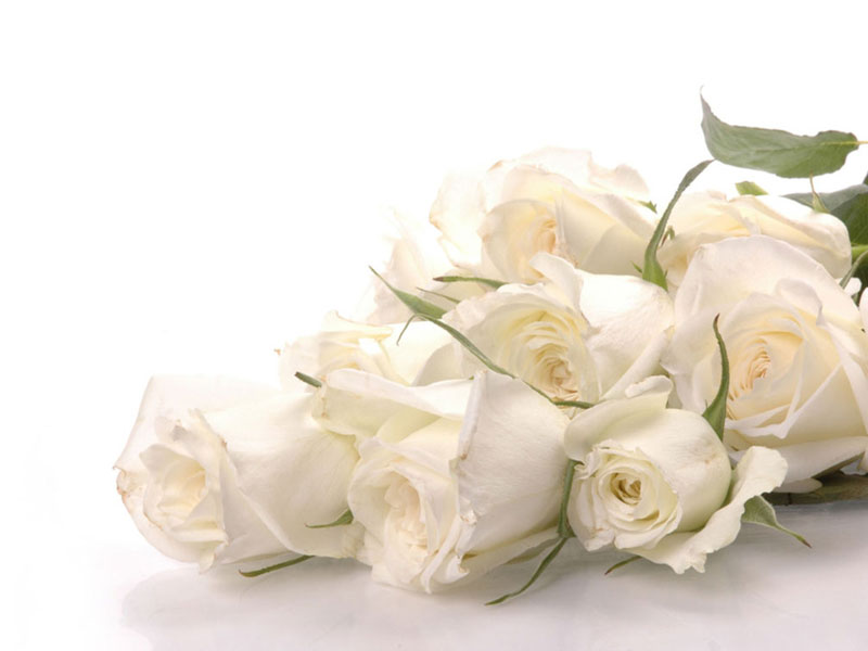 Ảnh hoa hồng trắng đẹp