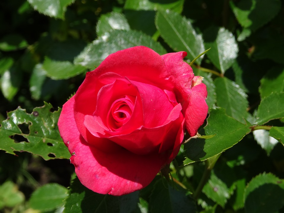 Hình huê hồng đỏ lòm đẹp
