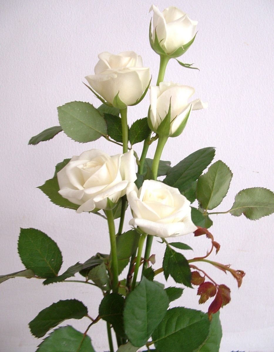 Hình ảnh đẹp về hoa hồng trắng