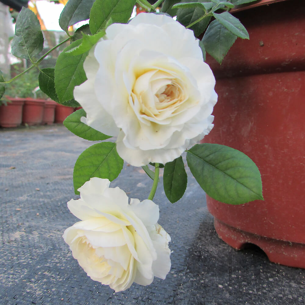 Hình hình họa đẹp nhất về huê hồng trắng