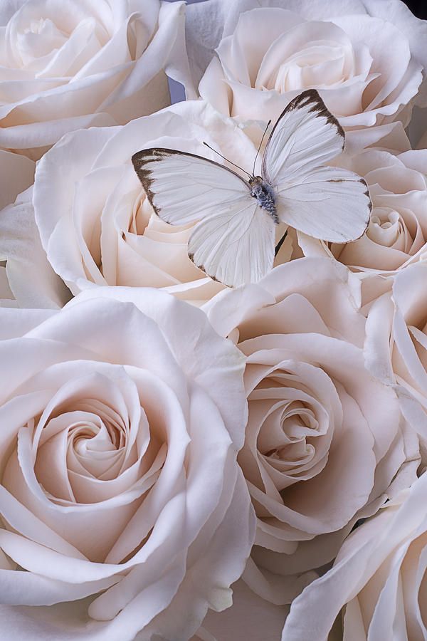 Hình nền huê hồng White đẹp nhất nhất