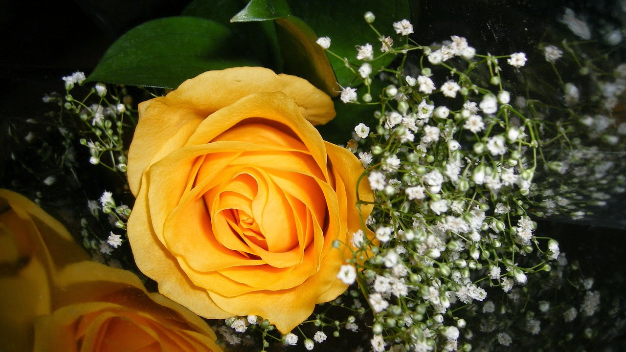 Chia sẻ 56 về hình nền hoa hồng vàng đẹp  cdgdbentreeduvn