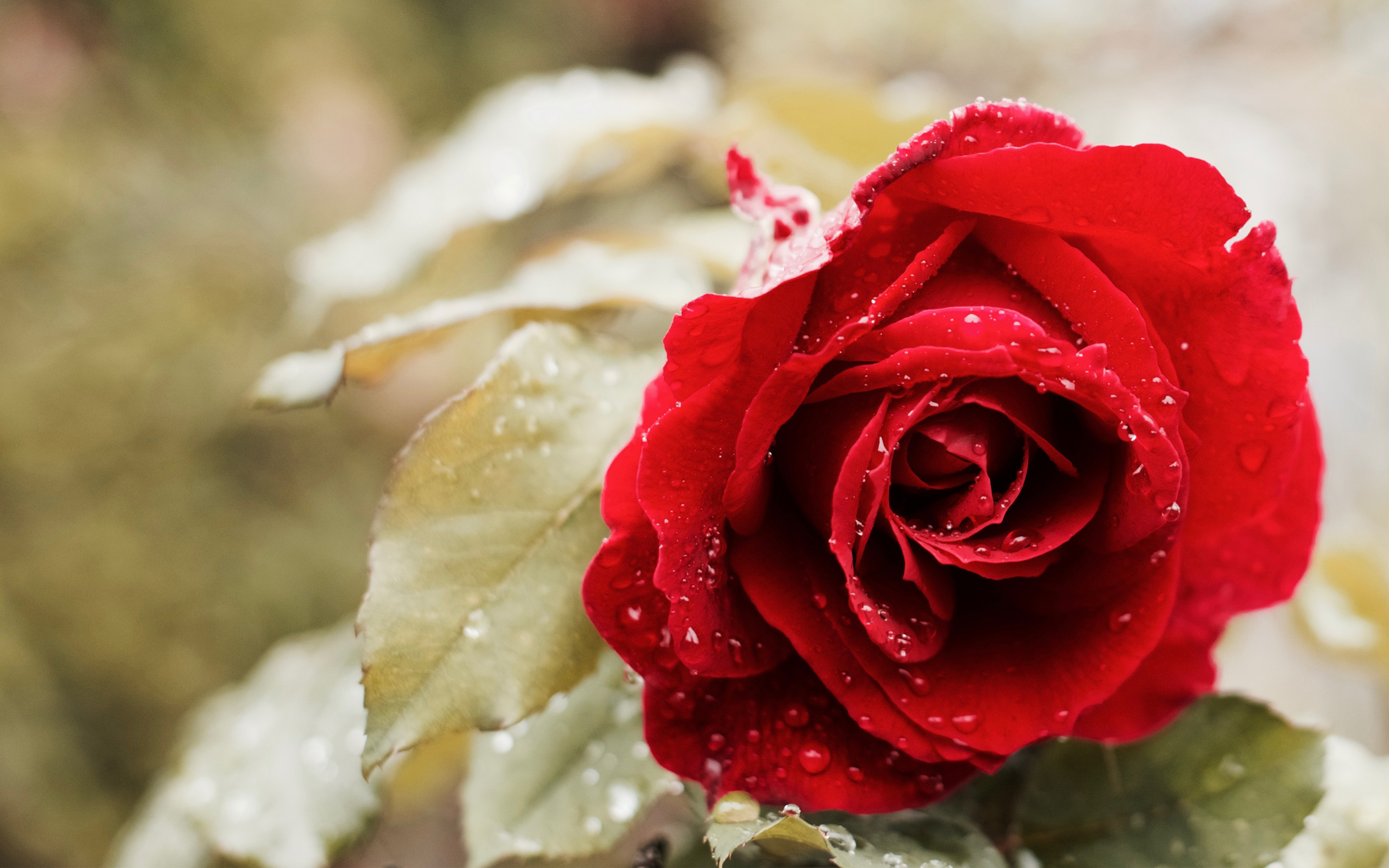 Hình hoa hồng đỏ đẹp