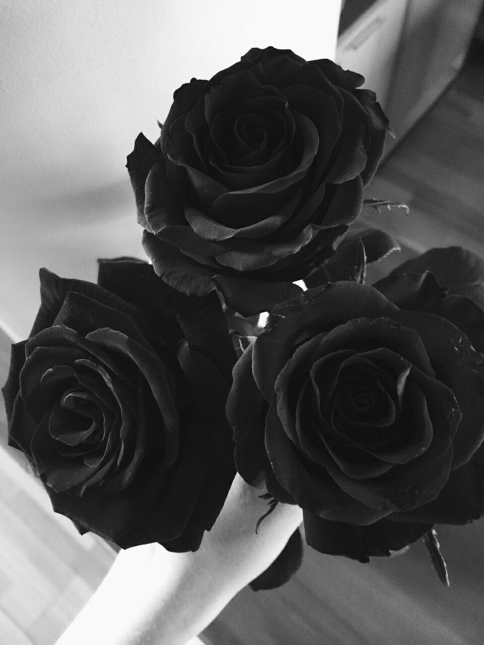 Ảnh hoa hồng đen đẹp