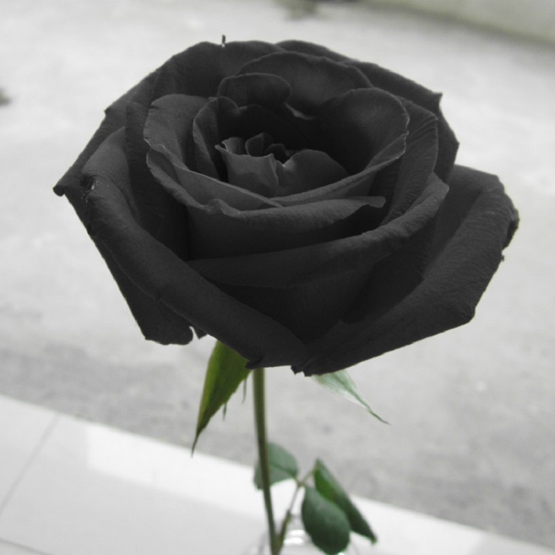 Hình hoả hồng đen thui đẹp nhất nhất