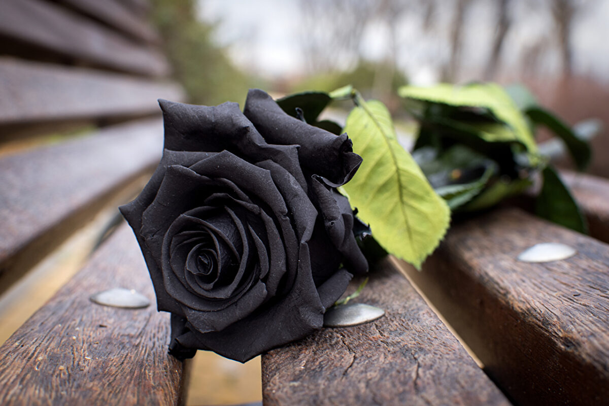 Ảnh đẹp về hoa hồng đen