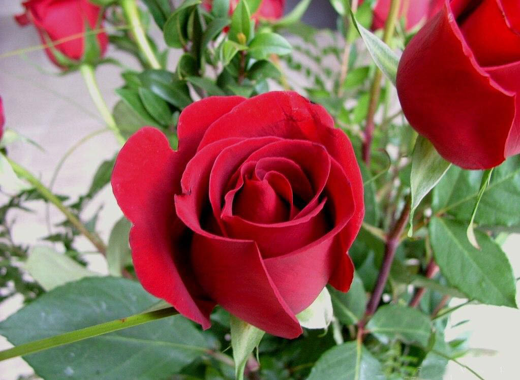 hình ảnh  thực vật Cánh hoa yêu bông hồng Trang trí màu Lãng mạn lãng  mạn Hồng cô dâu bông hồng đỏ Deco sắp xếp Hoa hồng sắc đẹp vẻ đẹp