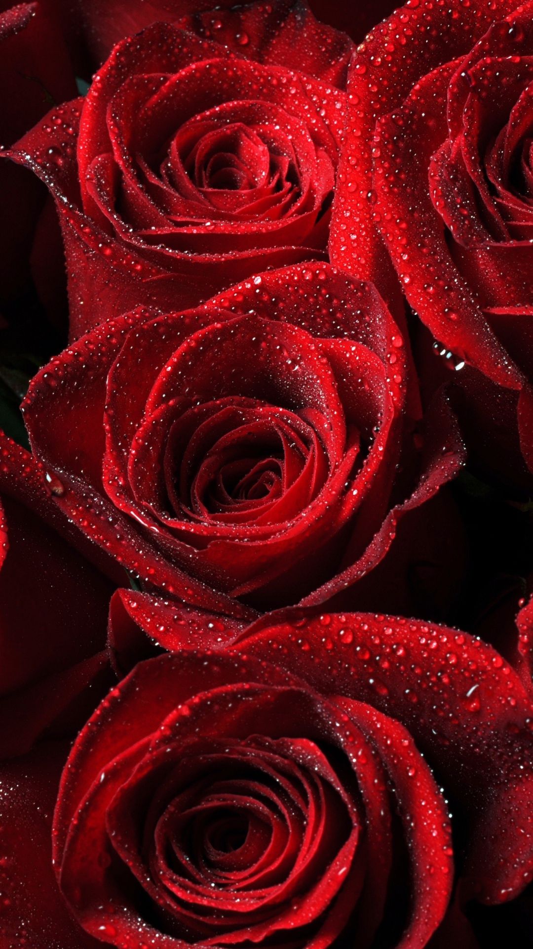 Hình hình họa huê hồng đỏ lòm đẹp