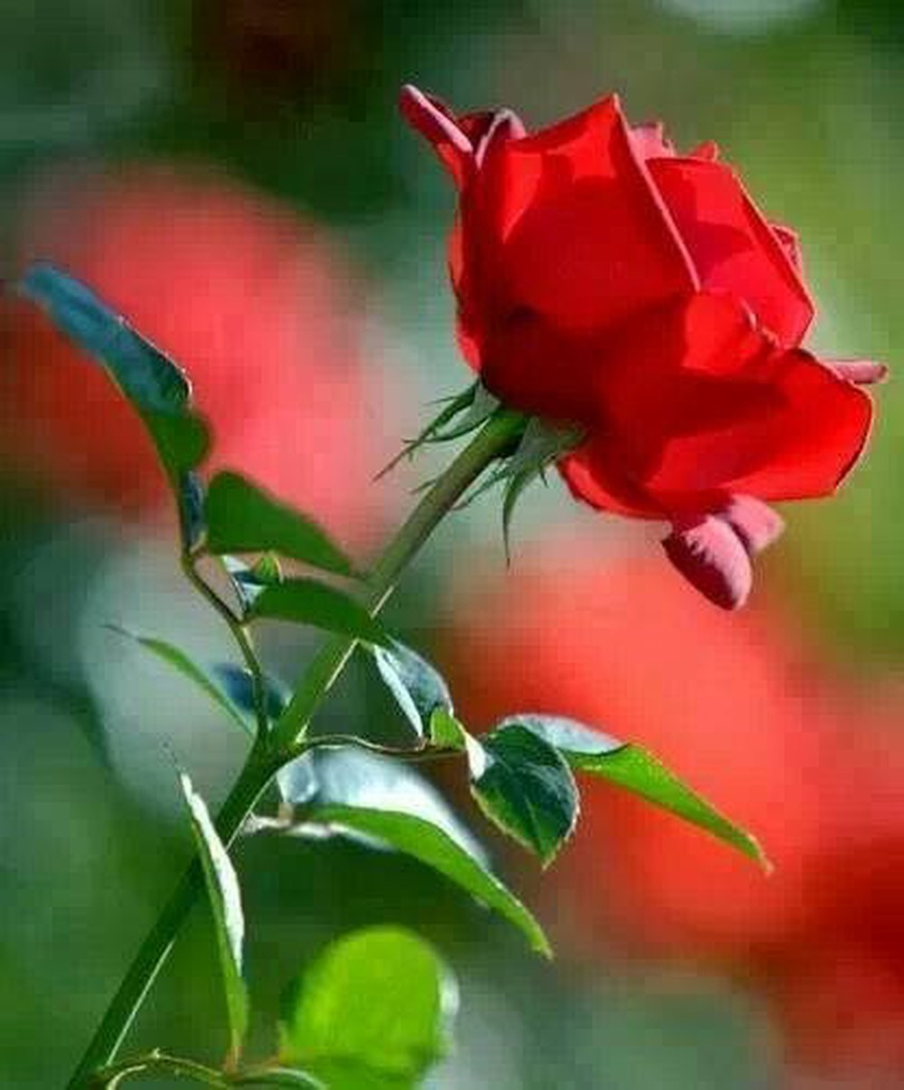 Hình nền huê hồng đỏ lòm đẹp mắt nhất