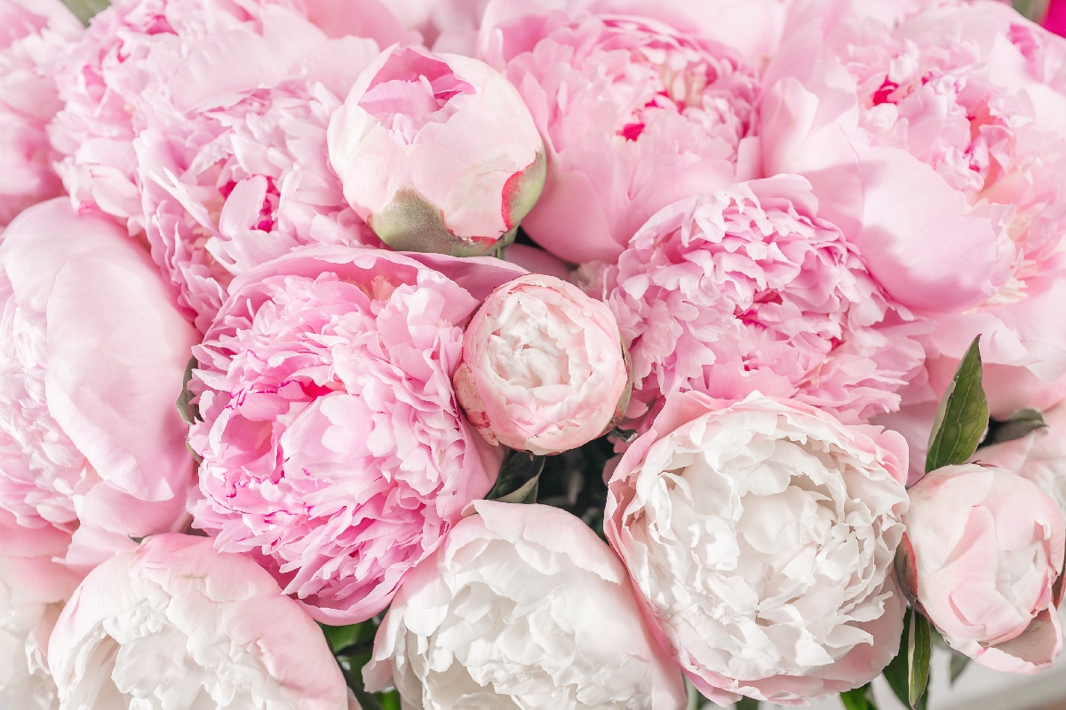 Top 50 hình nền hoa mẫu đơn siêu đẹp dành cho người yêu hoa
