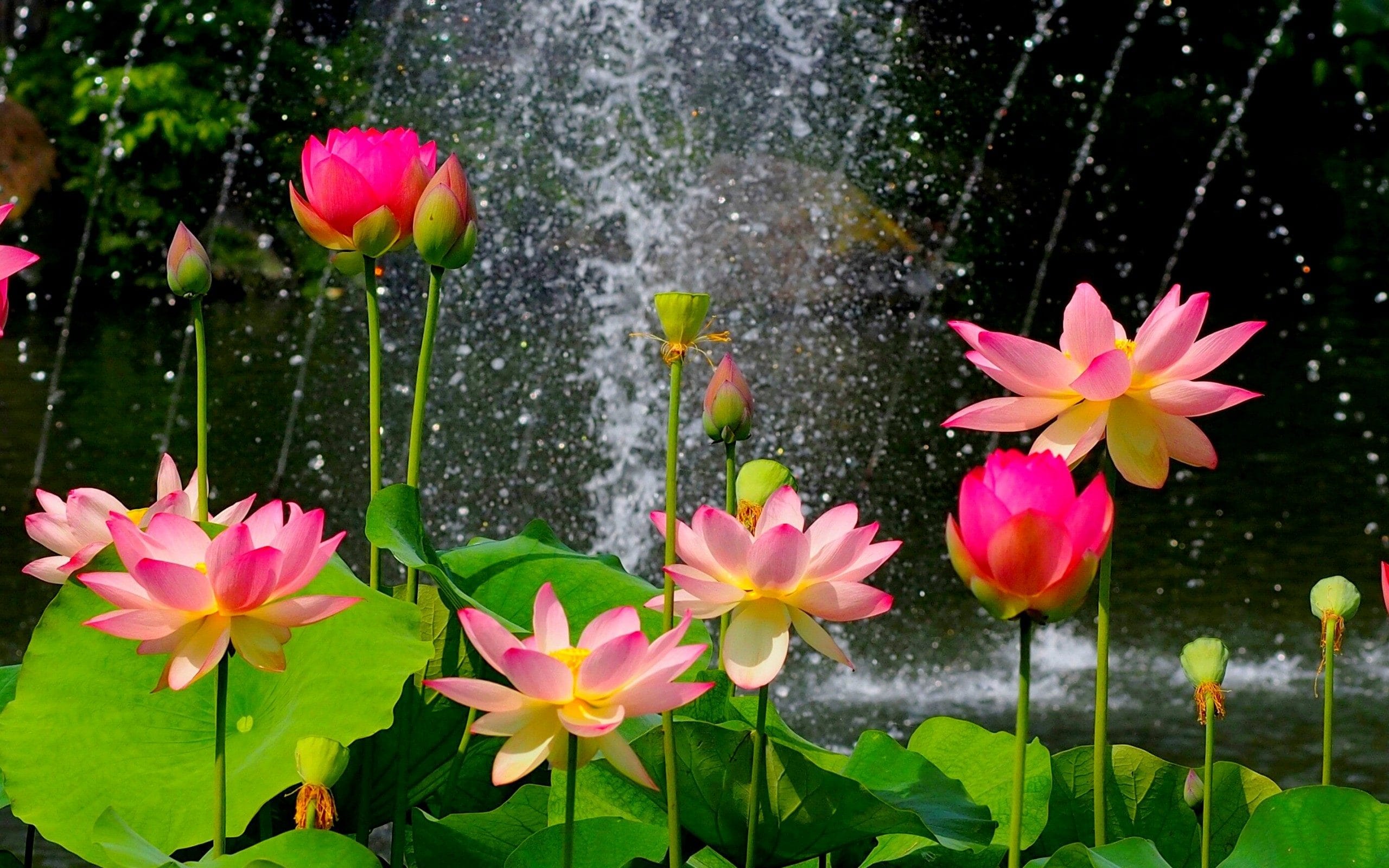 Những hình hình ảnh hoa sen đẹp tuyệt vời nhất thế giới