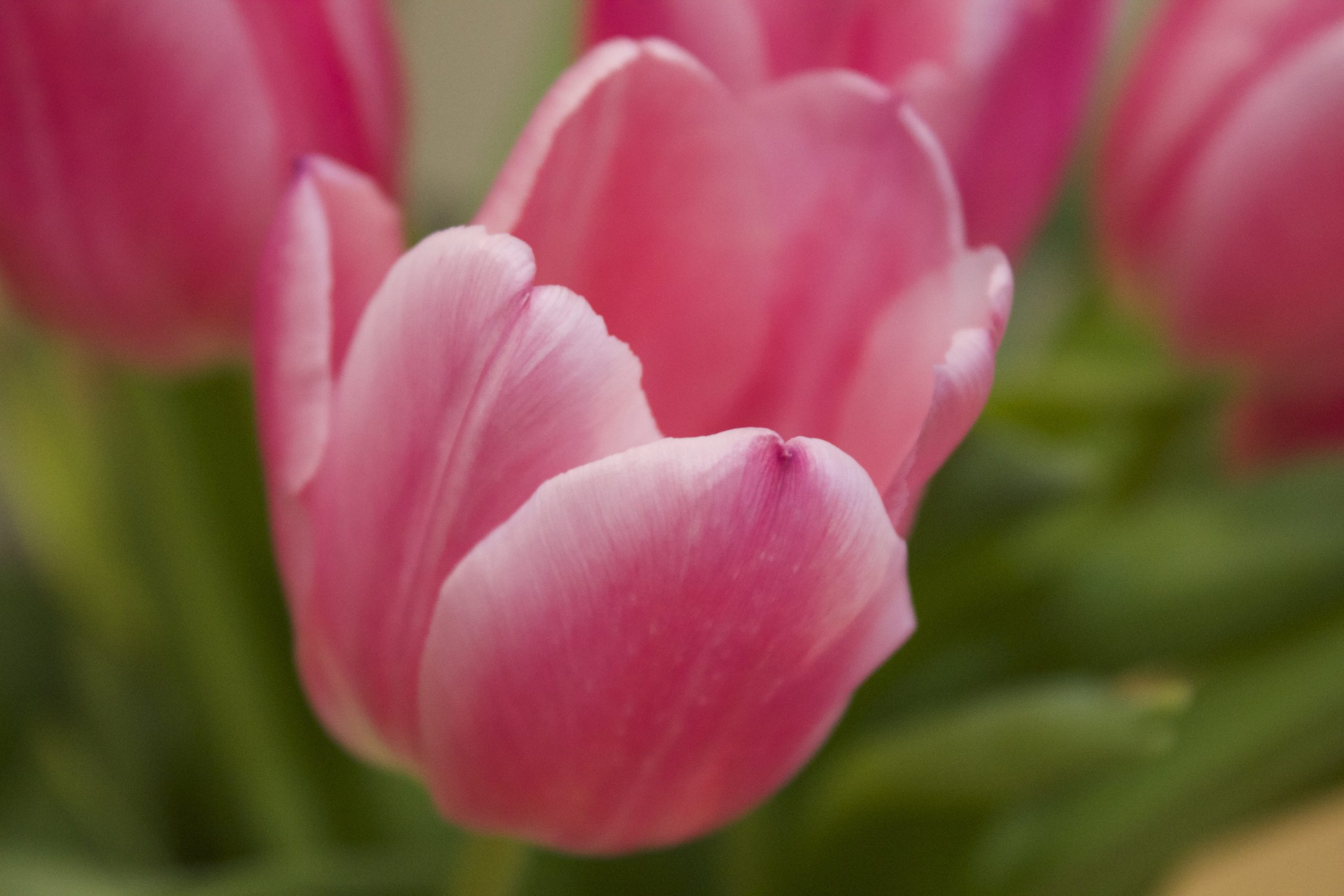 ảnh hoa tulip 13