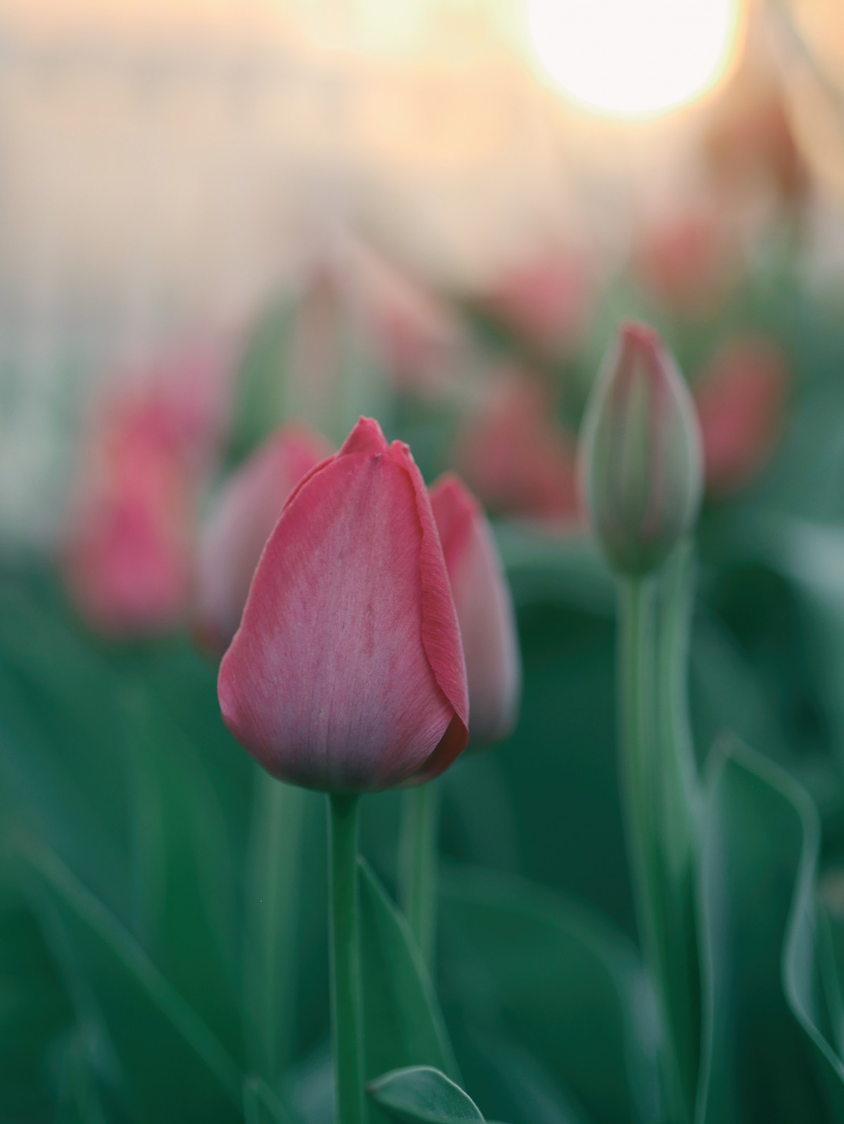 ảnh hoa tulip 16