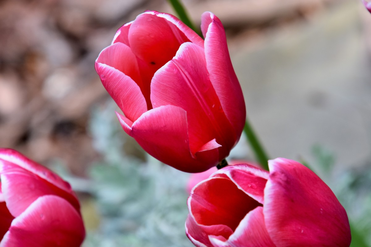 ảnh hoa tulip 18