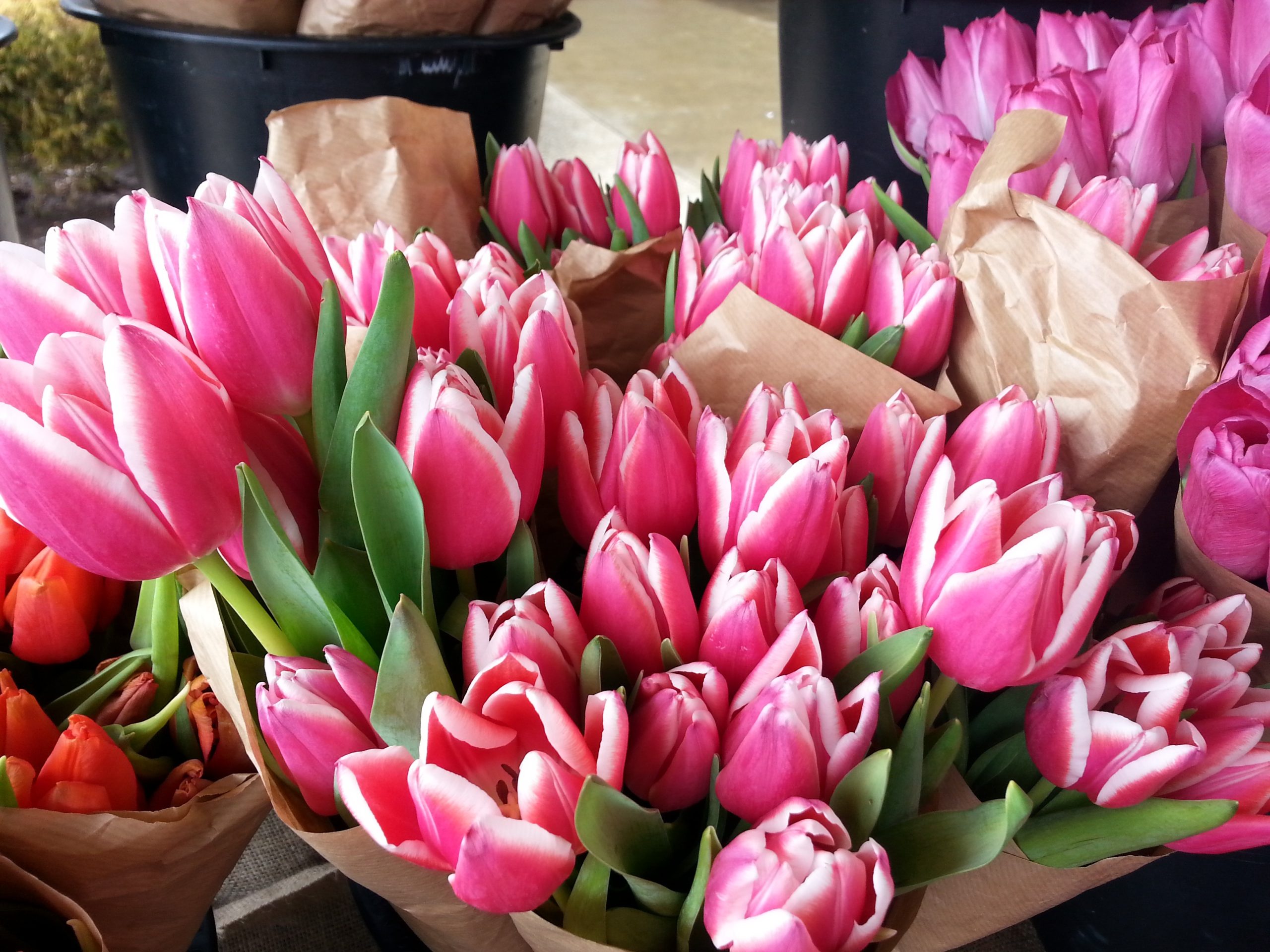 ảnh hoa tulip 19