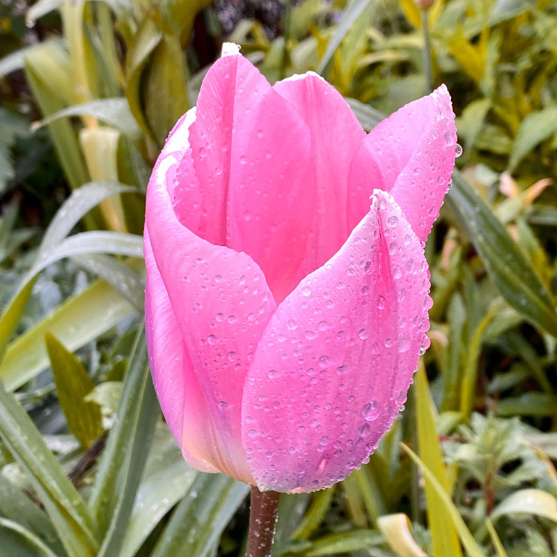 ảnh hoa tulip 20