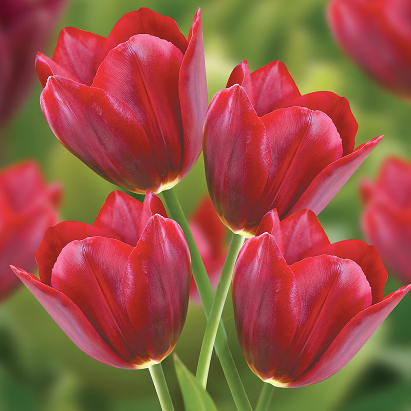 ảnh hoa tulip 22