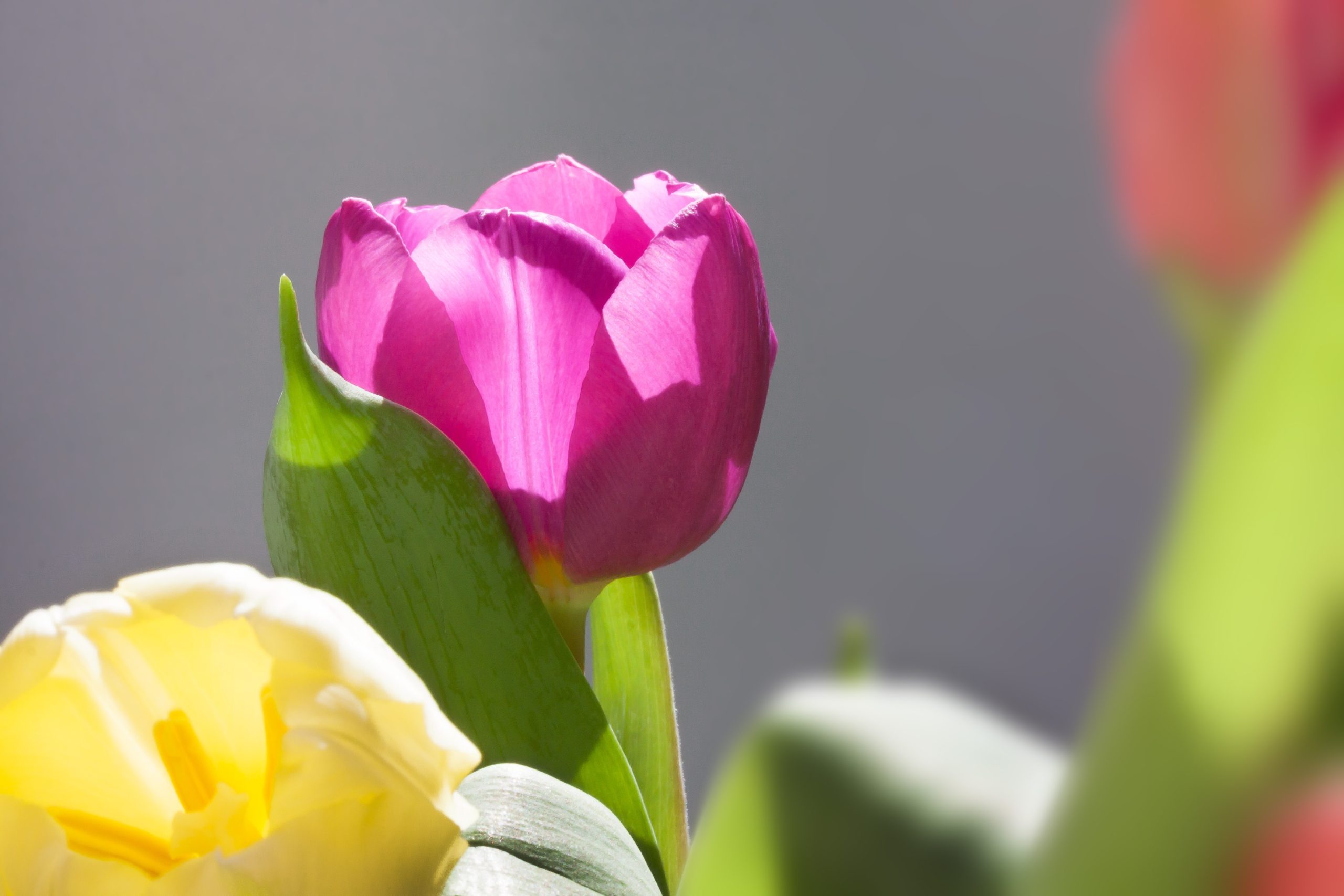 ảnh hoa tulip 23