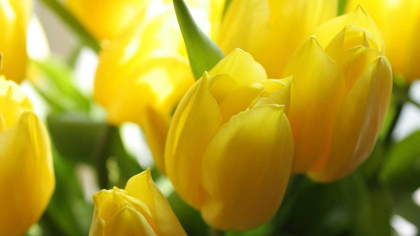 ảnh hoa tulip 26