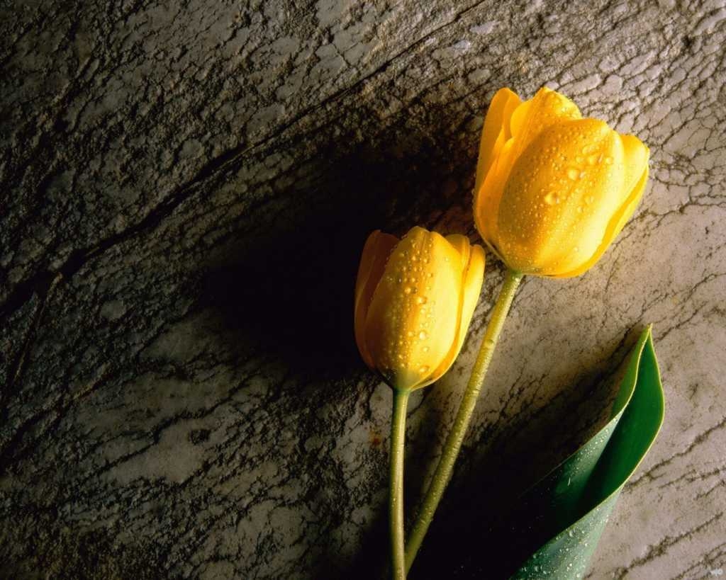ảnh hoa tulip 29