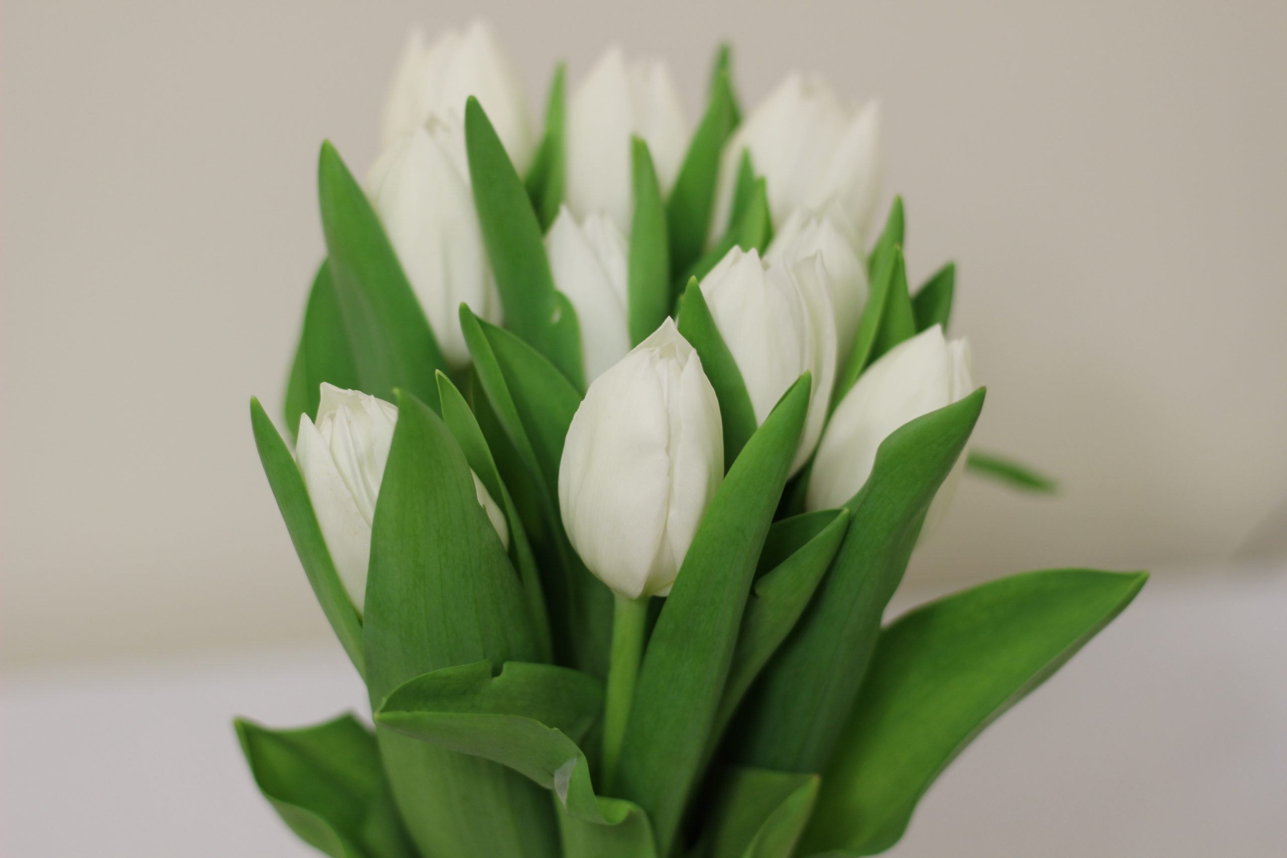 ảnh hoa tulip 3
