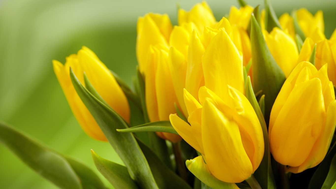 ảnh hoa tulip 30