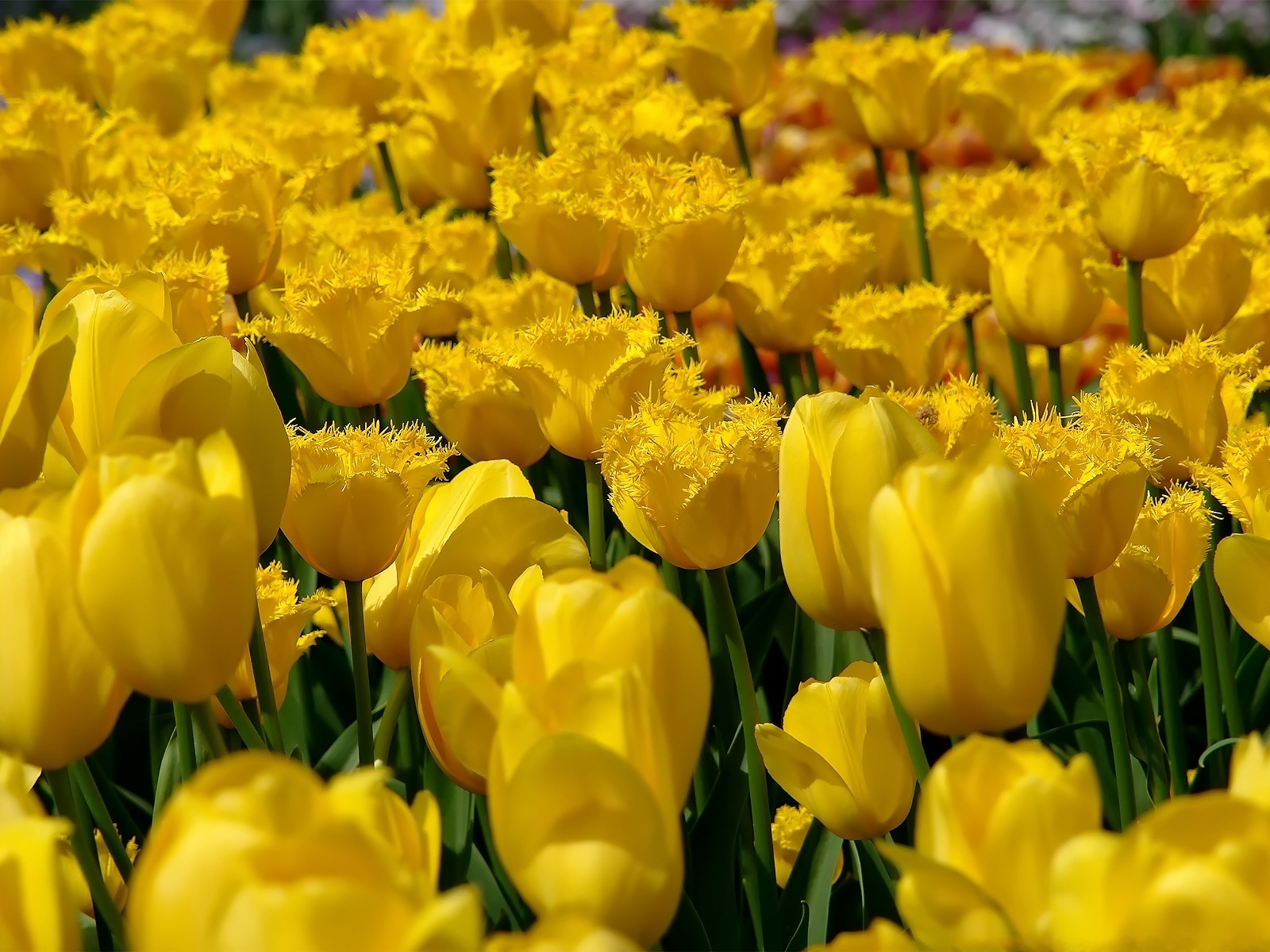 ảnh hoa tulip 33