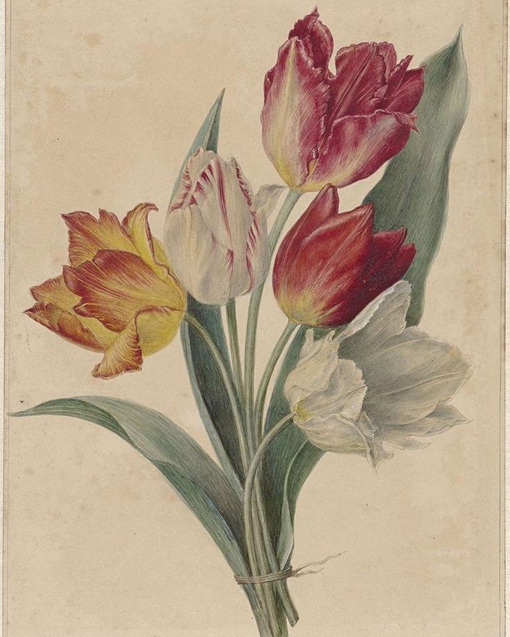 ảnh hoa tulip 39