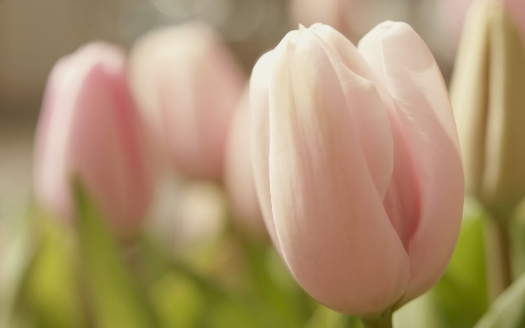 ảnh hoa tulip 7