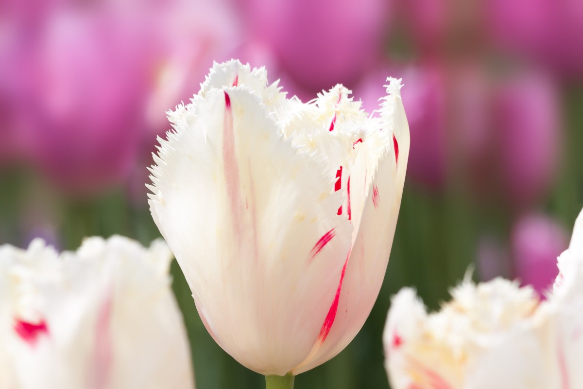 ảnh hoa tulip 9