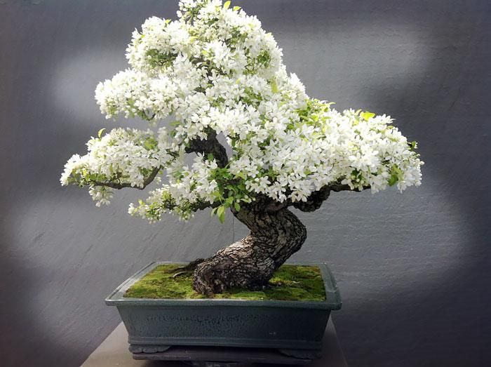 Ảnh cây bonsai đẹp