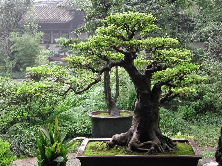Hình ảnh cây bonsai đẹp nhất