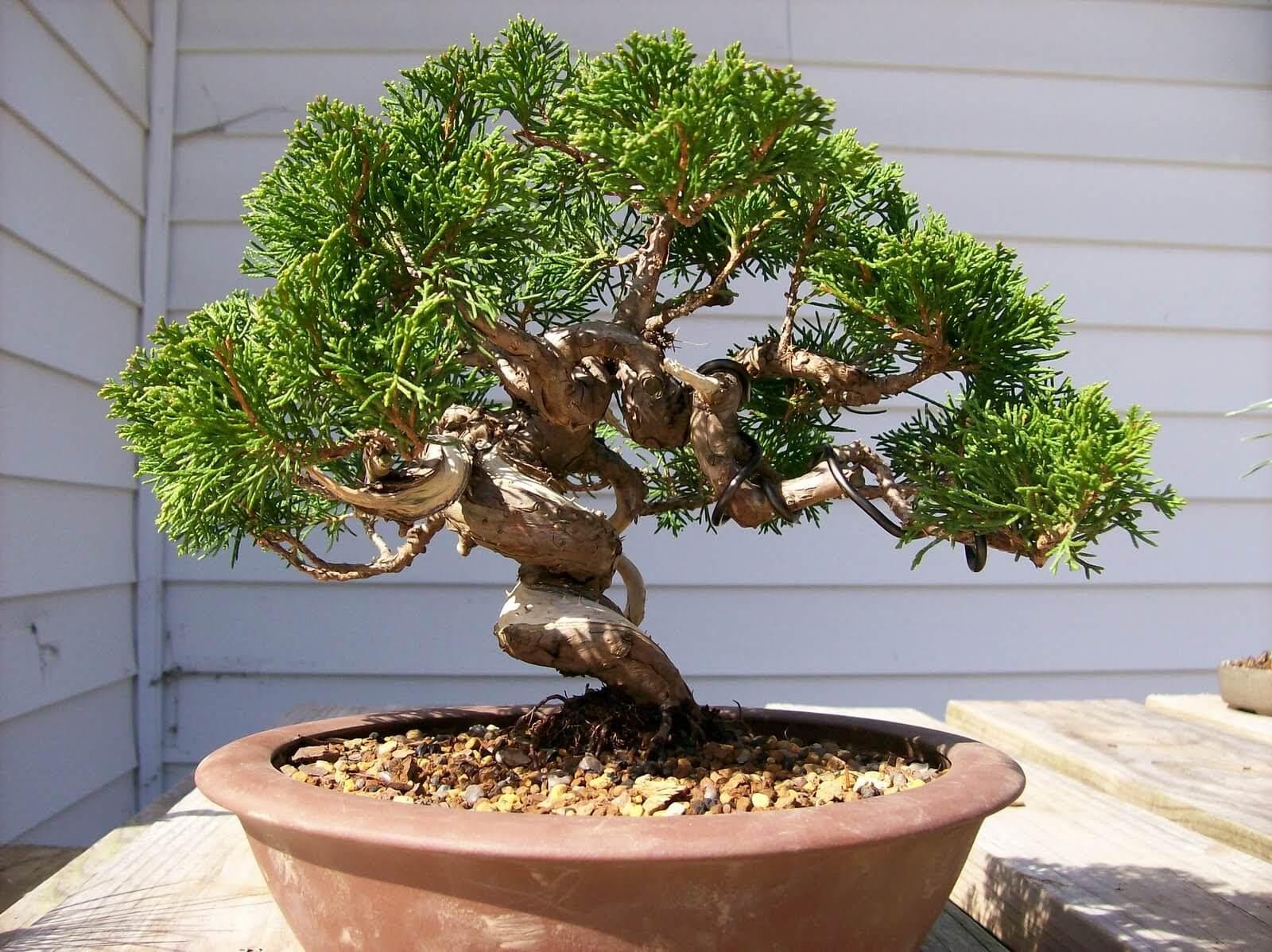 Cây bonsai đẹp giá rẻ