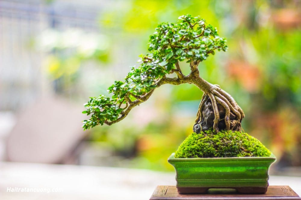 Cây bonsai đẹp giá rẻ