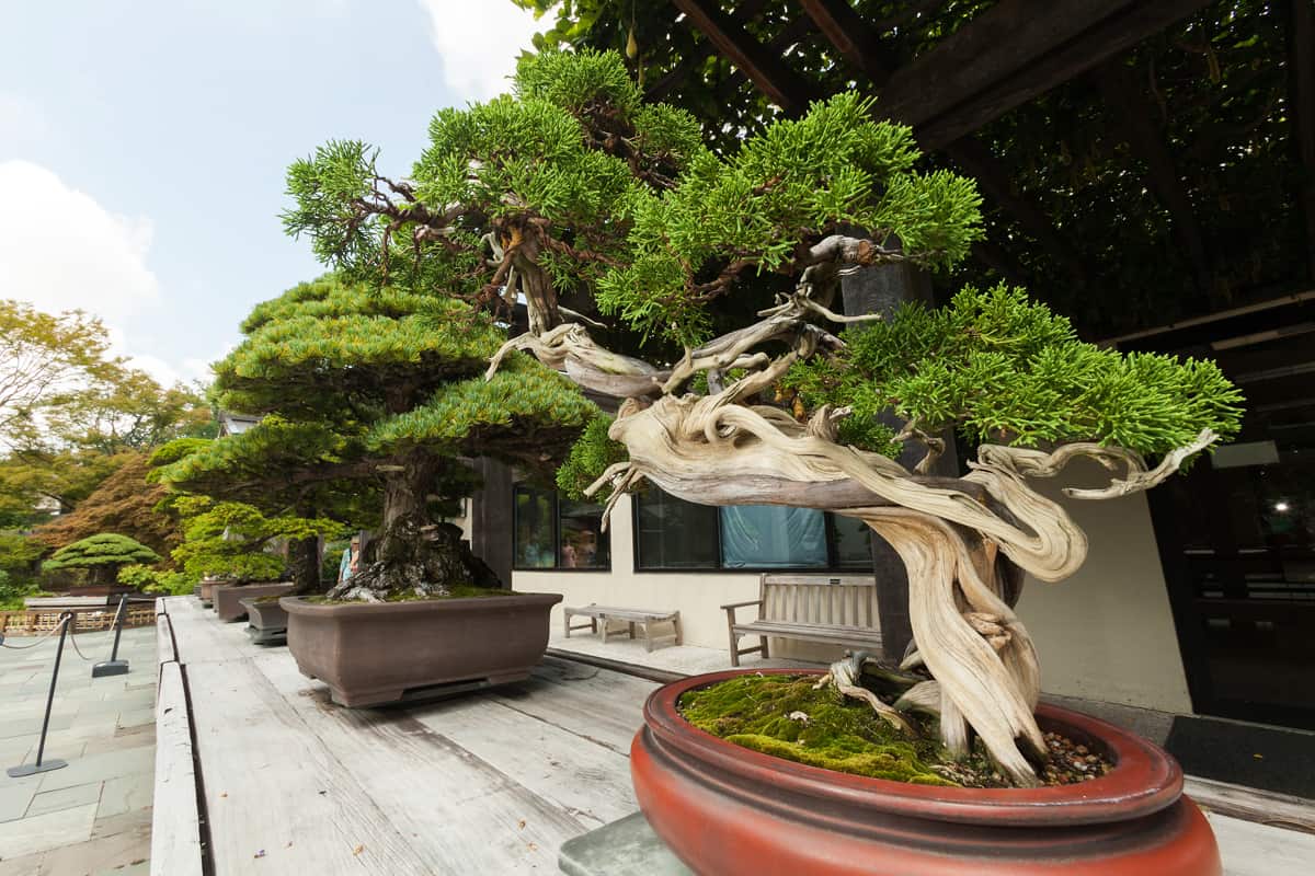 Hình ảnh cây bonsai đẹp