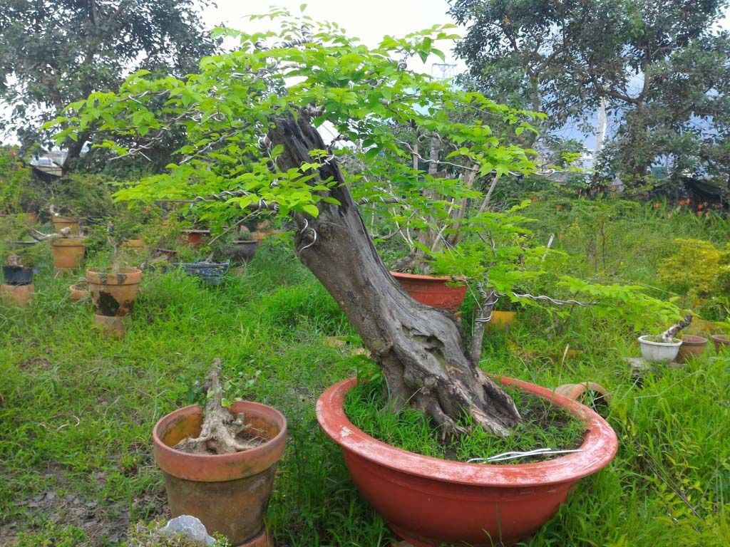 Cây bonsai đẹp