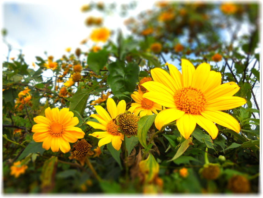 Hình ảnh hình nền hoa dã quỳ đẹp  VFOVN