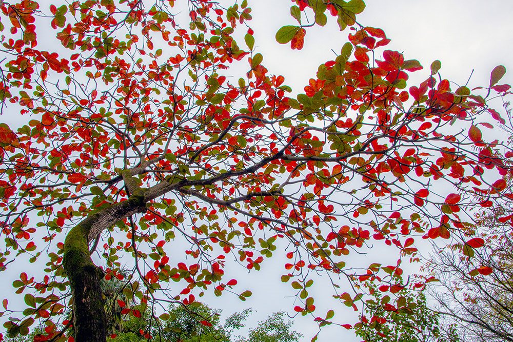 Hình ảnh cây bàng lá đỏ